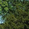 Ulmus 'Morton', habit