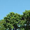 Ulmus 'Morton', habit