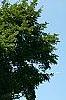 Ulmus 'Morton', habit