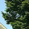 Ulmus 'Morton', habit