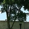 Ulmus 'Morton', habit