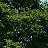 Ulmus 'Morton', habit