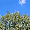 Ulmus minor 'Umbraculifera', habit