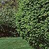 Ulmus minor 'Umbraculifera', habit