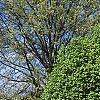 Ulmus minor 'Umbraculifera', habit