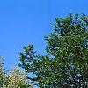 Ulmus minor 'Umbraculifera', habit