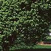 Ulmus minor 'Umbraculifera', habit
