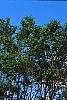 Ulmus minor 'Umbraculifera', habit