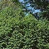 Ulmus minor 'Umbraculifera', habit