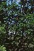 Ulmus minor 'Umbraculifera', habit