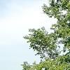 Ulmus 'Frontier', habit