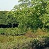 Ulmus 'Frontier', habit