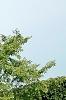 Ulmus 'Frontier', habit