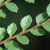 Ulmus parvifolia 'Seiju', leaves