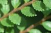 Ulmus parvifolia 'Seiju', leaves