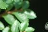 Ulmus parvifolia 'Seiju', leaves