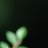 Ulmus parvifolia 'Seiju', leaves