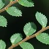 Ulmus parvifolia 'Seiju', leaves