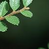 Ulmus parvifolia 'Seiju', leaves