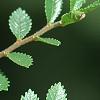 Ulmus parvifolia 'Seiju', leaves