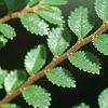 Ulmus parvifolia 'Seiju', leaves