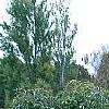 Ulmus pumila 'Pendula', habit