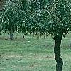 Ulmus pumila 'Pendula', habit