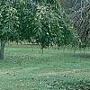 Ulmus pumila 'Pendula', habit
