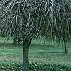 Ulmus pumila 'Pendula', habit