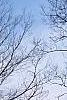 Zelkova serrata, habit