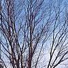 Zelkova serrata, habit