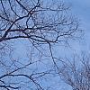 Zelkova serrata, habit