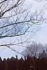 Zelkova serrata, habit