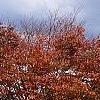 Zelkova serrata, fall color