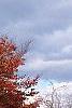 Zelkova serrata, fall color
