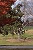 Zelkova serrata, fall color