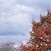 Zelkova serrata, fall color