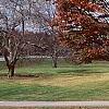 Zelkova serrata, fall color