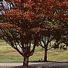 Zelkova serrata, fall color