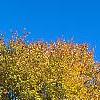 Zelkova serrata, fall color