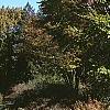 Zelkova serrata, fall color