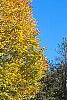 Zelkova serrata, fall color
