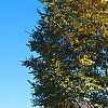 Zelkova serrata, fall color