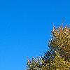 Zelkova serrata, fall color