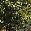 Zelkova serrata, fall color