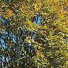 Zelkova serrata, fall color