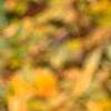 Zelkova serrata, fall color