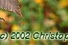 Zelkova serrata, fall color