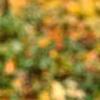Zelkova serrata, fall color