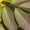 Zelkova serrata, fall color